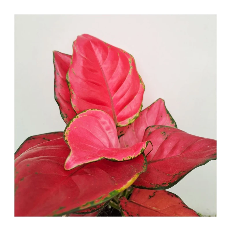 Aglaonema Sun Star - Imagen 2