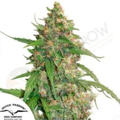 Auto CBD Compassion Lime