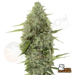 BCN Critical XXL Auto