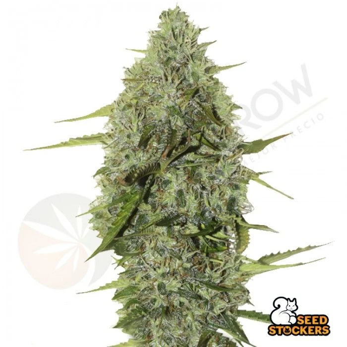 BCN Critical XXL Auto