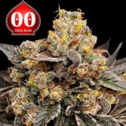 Biscotti Zkittlez 00 Seeds