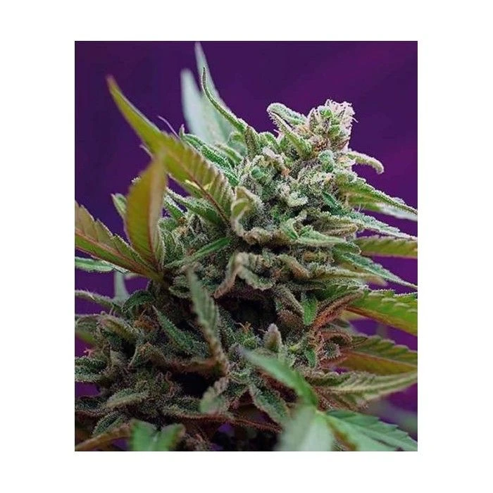 Black Jack Auto