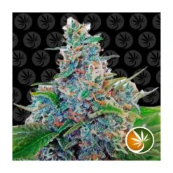 Blue Amnesia XXL Auto