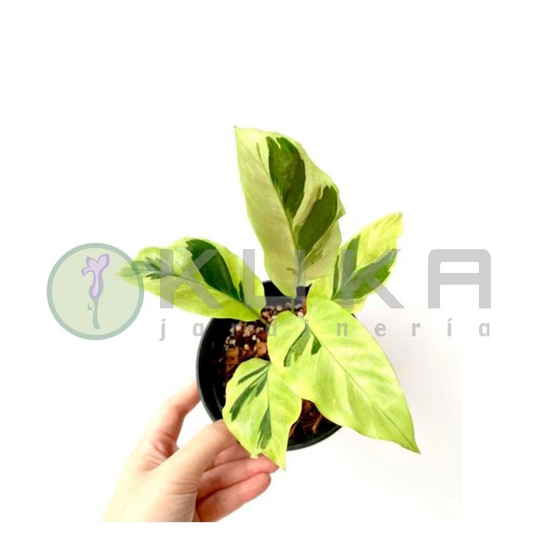 Calathea Fusion Yellow - Imagen 2
