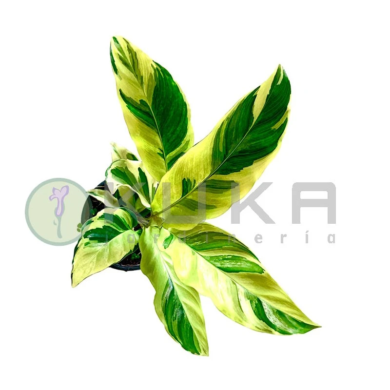 Calathea Fusion Yellow