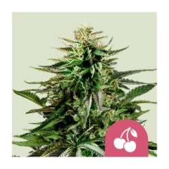 Cherry Pie Royal Queen Seeds
