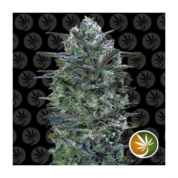 Critical Lemon - Imagen 2