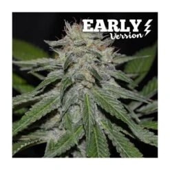 Critical Neville Haze Early Version