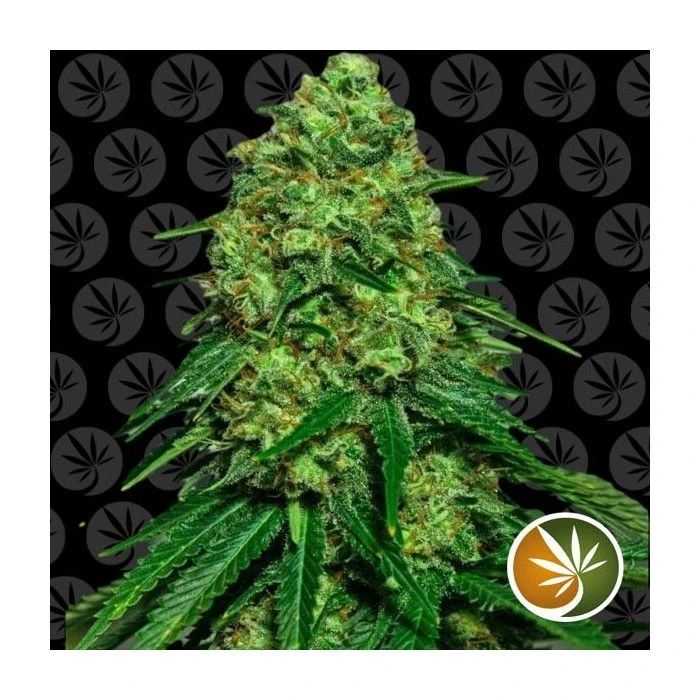 Critical Somango - Imagen 2