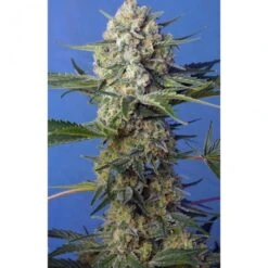 Crystal Candy F1 Fast Version