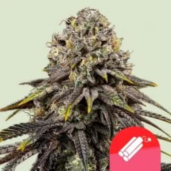 Dynamite Diesel - Tyson 2.0