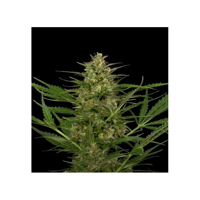 Gorilla Banana - Imagen 2