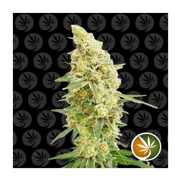 Gorilla Banana - Imagen 3