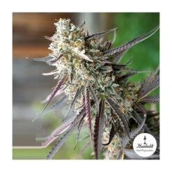 Ice Cream Cake Fast Version