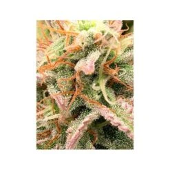 Jack 47 Fast Version F1