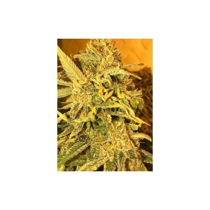 Jack Herer Fast - Imagen 2