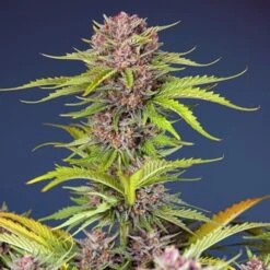 Mimosa Bruce Banner XL Auto