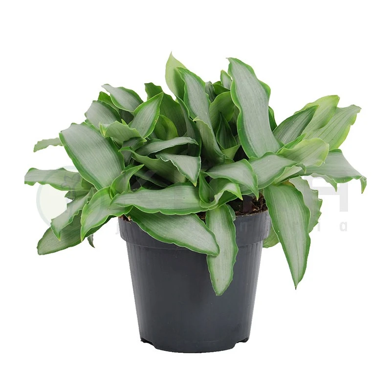 Murdannia Loriformis Brigh Star