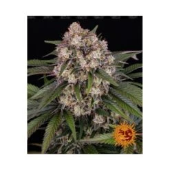 OG Kush Barneys Farm