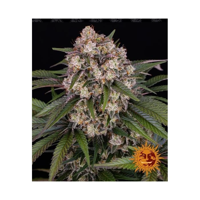 OG Kush Barneys Farm