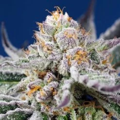 Orange Apricot XL Auto