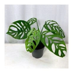 Philodendro Esqueleto