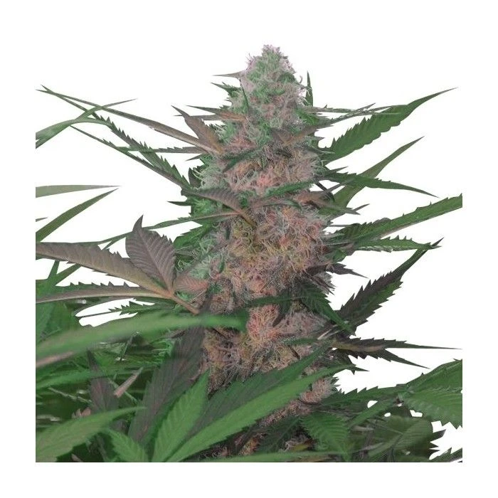 Royal Ak Automatic - Imagen 2