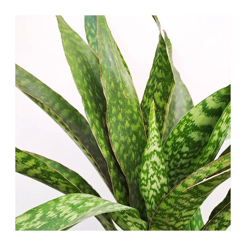 Sansevieria Trifasciata Dragon - Imagen 2