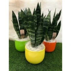 Sansevieria Trifasciata Verde Con Maceta Cerámica Amarillo