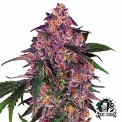 Sensi Purple Kush