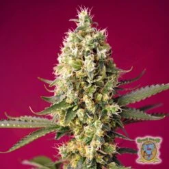 Skywalker OG Runtz XL Auto