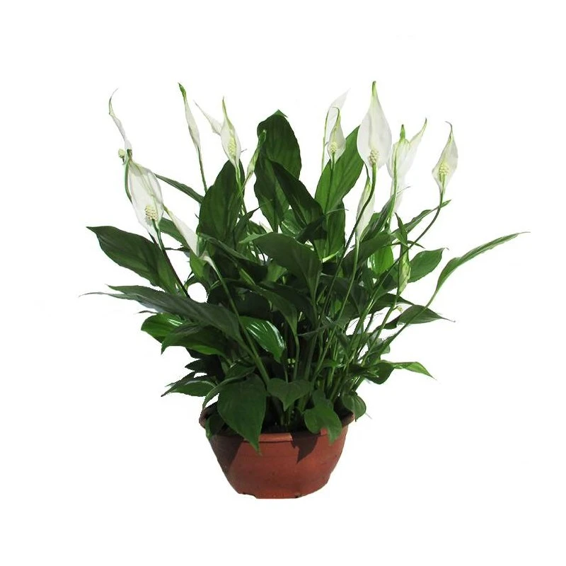 Spathiphyllum Chopin Sin Flor Compra 2 Y Paga 1