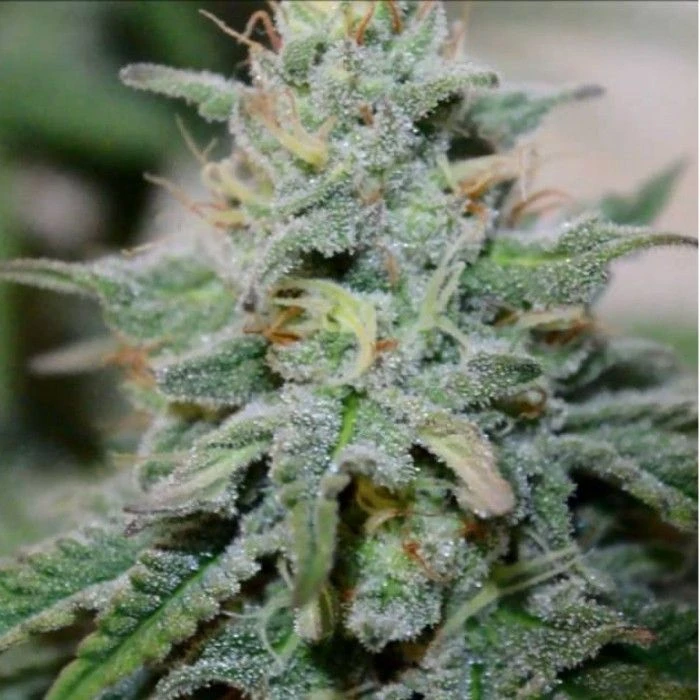 Speedy Chile Fast Versión - Imagen 2