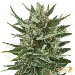 Speedy Chile Fast Versión