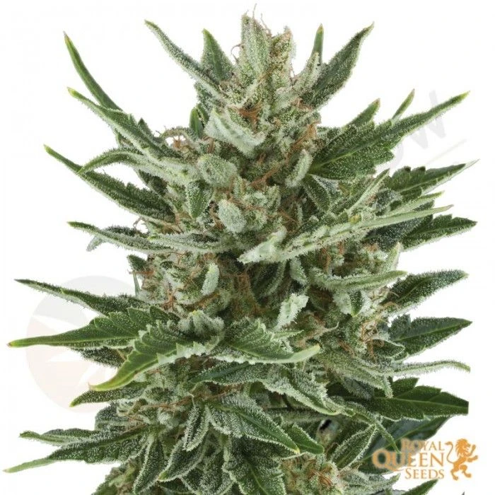 Speedy Chile Fast Versión