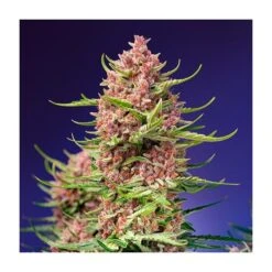 Strawberry Cola Sherbet F1 Fast Version