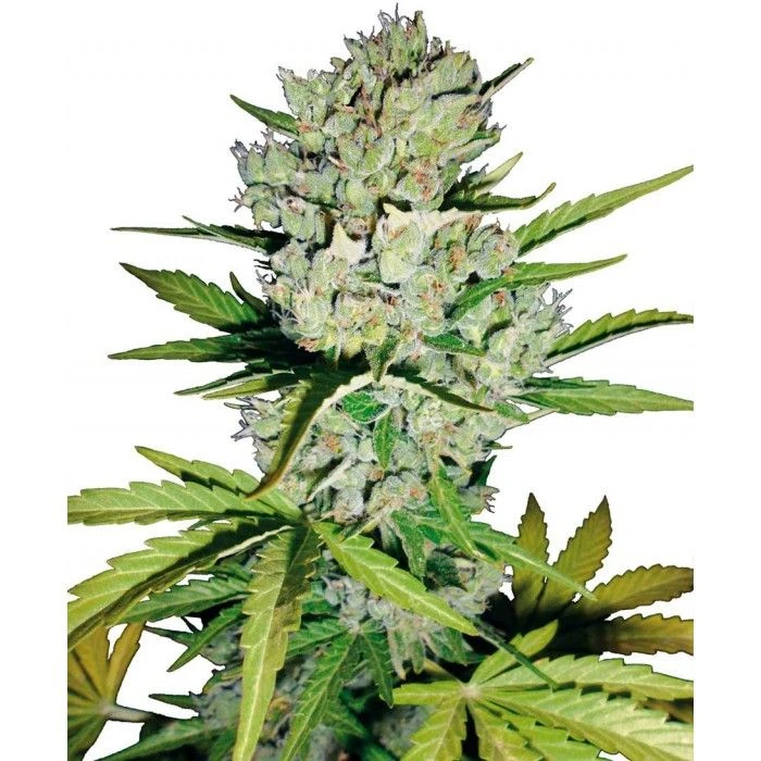 Super Skunk - Imagen 2