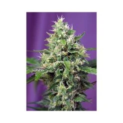 Sweet Amnesia Haze XL Auto