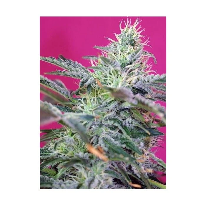 Sweet Cheese Auto - Imagen 2