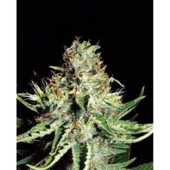 Sweet Cream Auto XXL