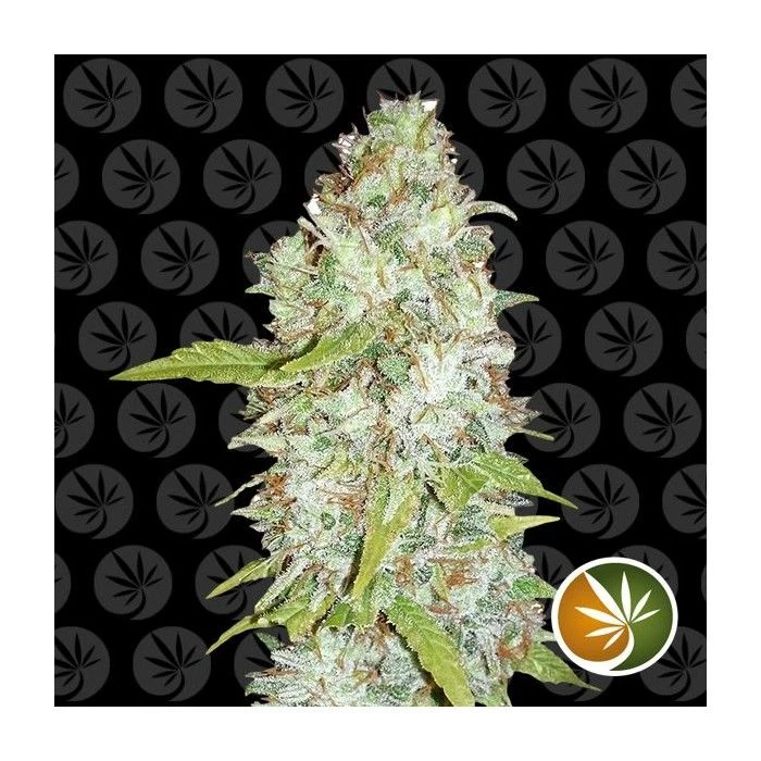 White Shark - Imagen 2